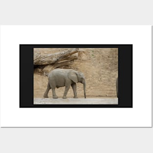 Baby Elephant Posters and Art